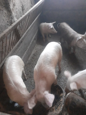 Grasuni de vanzare  - imagine 2