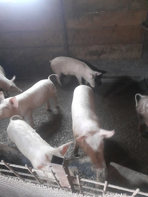 Grasuni de vanzare  - imagine 3