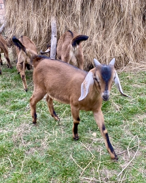 Iezi anglo nubian metis cu alpin francez