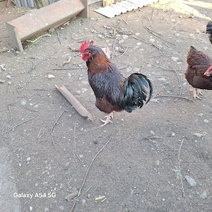 Cocos Rodhe Island  - imagine 2