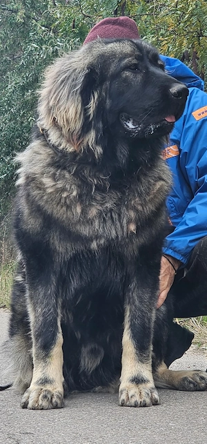 mascul ciobanesc caucazian 