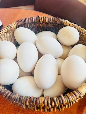 Oua de gasca de vanzare