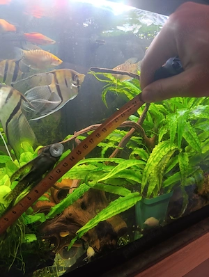 Ancistrus voalat 12 cm +  - imagine 3