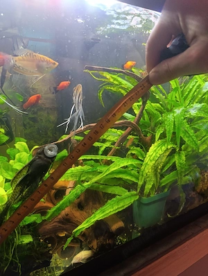 Ancistrus voalat 12 cm +  - imagine 4