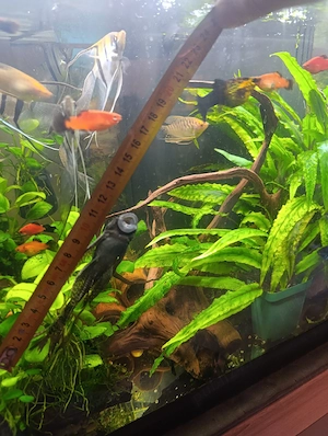 Ancistrus voalat 12 cm +  - imagine 2