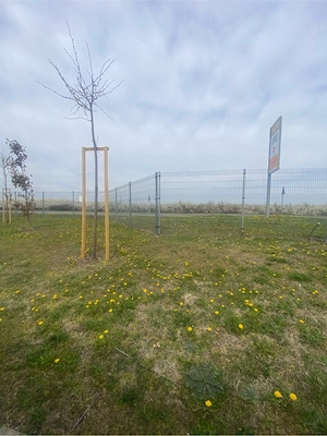 spati verzi întretinere