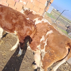 Vaca de vânzare  - imagine 3