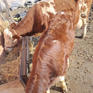 Vaca de vânzare  - imagine 2