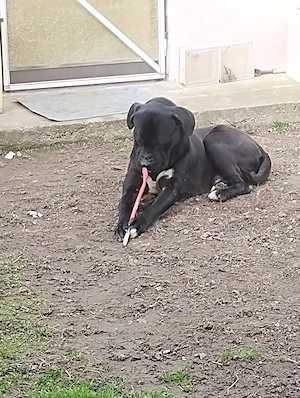 vând câine Cane Corso 150   - imagine 2