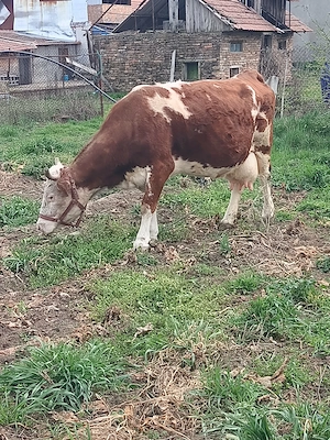 Vaca de vânzare  - imagine 4