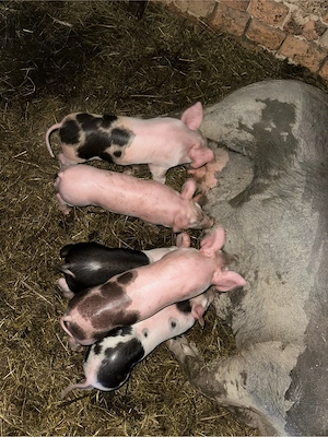 vand scroafa cu purcei 