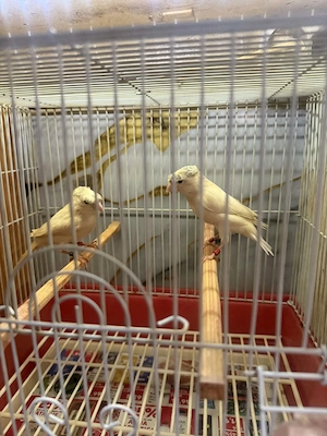 Canari la furie, masculi, de vînzare 2025 :portocaliu, portocaliu moțat, albastru bălțat, alb moțat - imagine 3