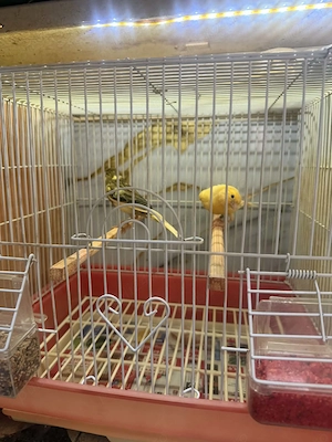 Canari la furie, masculi, de vînzare 2025 :portocaliu, portocaliu moțat, albastru bălțat, alb moțat - imagine 4