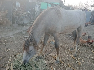 vind cal    - imagine 2