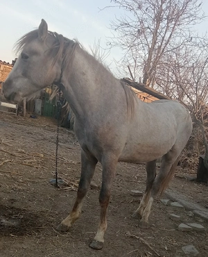 vind cal    - imagine 3