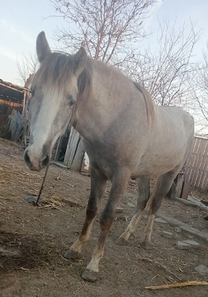 vind cal    - imagine 4