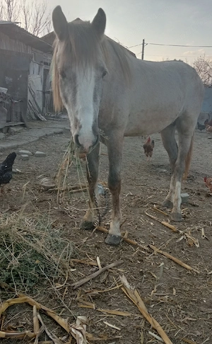 vind cal    - imagine 5