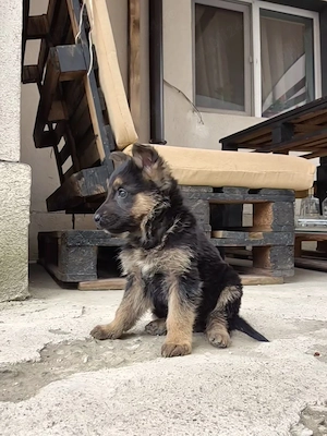    Pui Ciobănesc German   Calitate superioară    - imagine 3