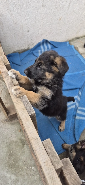    Pui Ciobănesc German   Calitate superioară    - imagine 4