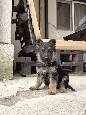    Pui Ciobănesc German   Calitate superioară    - imagine 2