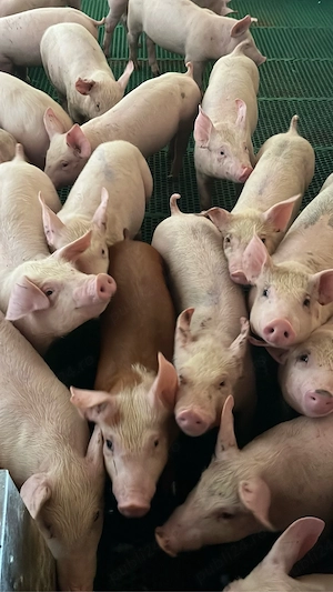 Purcei de vânzare. - imagine 4