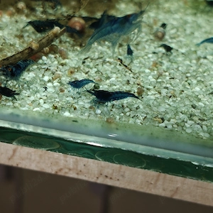 Creveti neocaridina red cherry yellow blue dreams - imagine 2