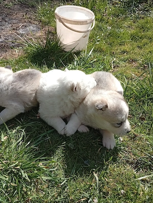 vand catei husky siberian - imagine 3