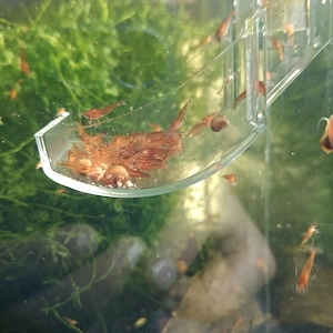 Creveti neocaridina red cherry yellow blue dreams - imagine 4