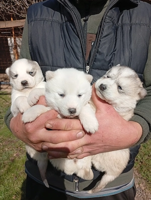 Vând husky siberian