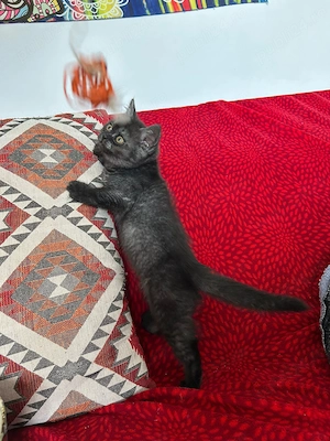 pui pisica british shorthair - imagine 5