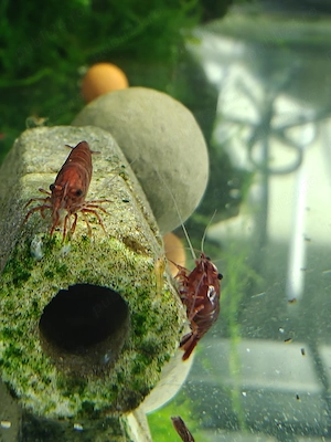 Creveti neocaridina red cherry yellow blue dreams - imagine 3