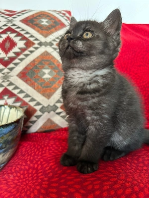 pui pisica british shorthair - imagine 2
