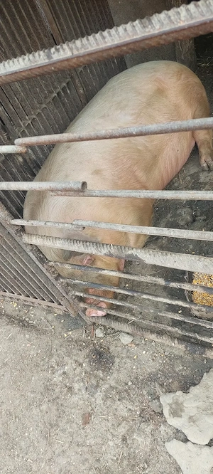 Purcea Marele Alb,de carne 300 de kilograme,Negociabil 