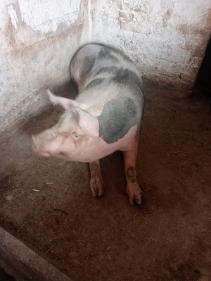 porc rasa de carne - imagine 2