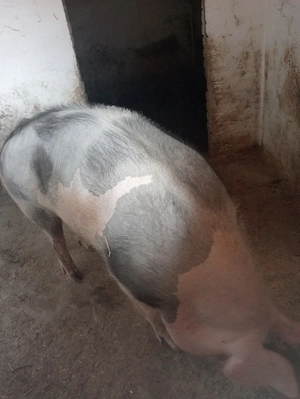 porc rasa de carne - imagine 3