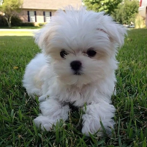bichon maltez mini toy 