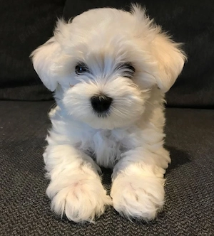 bichon maltez mini toy 