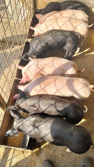 Vand purcei - imagine 3