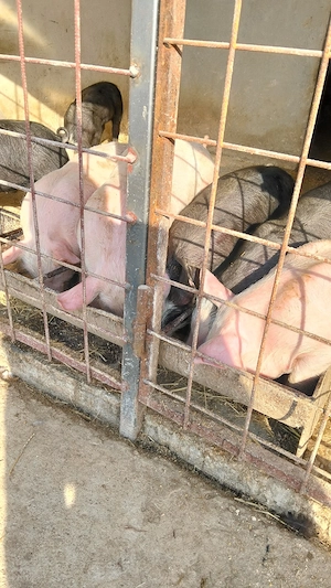 Vand purcei - imagine 5