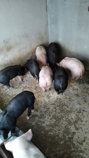 Vand purcei - imagine 2