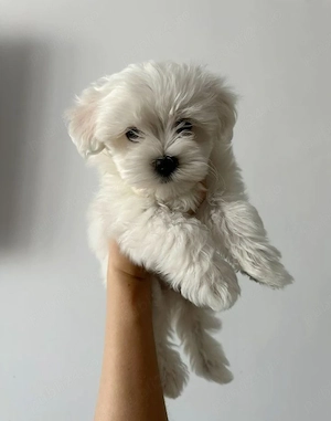 bichon maltez mini toy ofer transport 