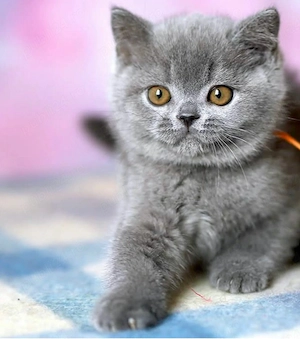British Shorthair Blue  - imagine 3