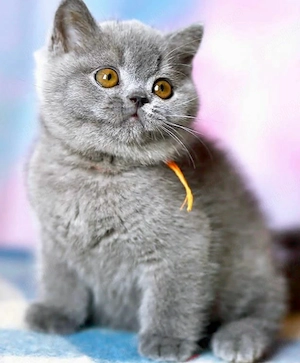 British Shorthair 