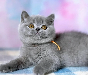 British Shorthair Blue 