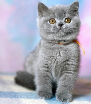 British Shorthair Blue  - imagine 4