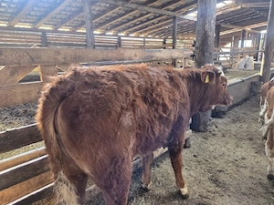 vand vitea baltata - imagine 4