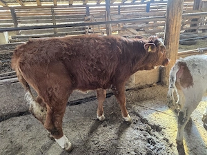 vand vitea baltata - imagine 3