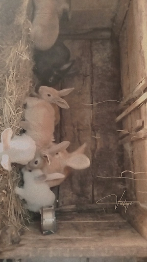 Iepuri de casa  - imagine 2