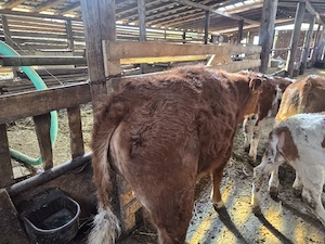 vand vitea baltata - imagine 2