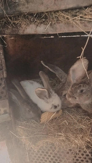 Iepuri de casa  - imagine 4